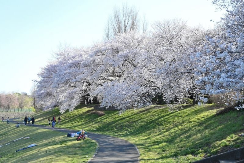 「大和田公園」の桜