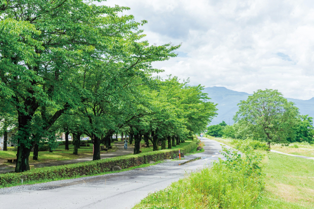 荒川桜づつみ河川公園