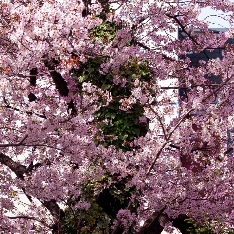 従前敷地の桜