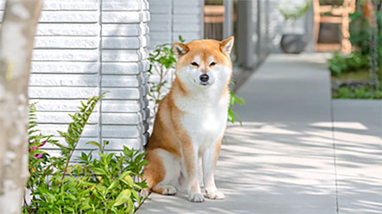 ジョンと学ぼう Vol 02 住まいづくりガイド 戸建住宅 積水ハウス